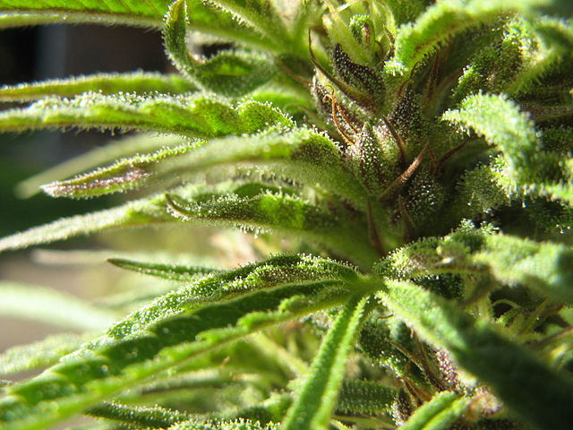 Cannabis Weibliche Blume Cannabinoides